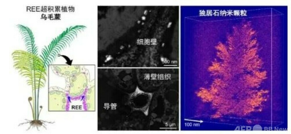中国の研究チーム シダ植物体内でのレアアース鉱物生成を初確認　写真1枚　国際ニュース：AFPBB News