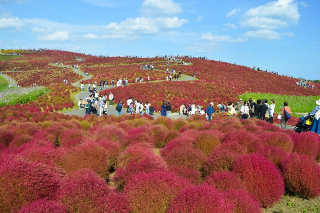 茨城県の国営ひたち海浜公園で愛犬を撮影 コキアと同化する姿に「馴染んでますね」「うまいこと隠れてる」 | LIMO | くらしとお金の経済メディア 茨城県の国営ひたち海浜公園で愛犬を撮影 コキアと同化する姿に「馴染んでますね」「うまいこと隠れてる」 | LIMO | くらしとお金の経済メディア