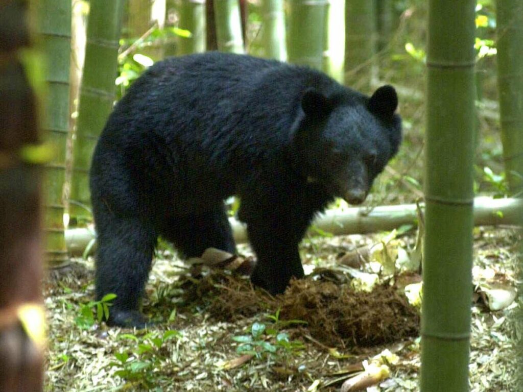 【速報】京都でクマ出没受け「森歩きツアー」中止に 京都市北部の公園で開催予定 - 京都新聞デジタル
