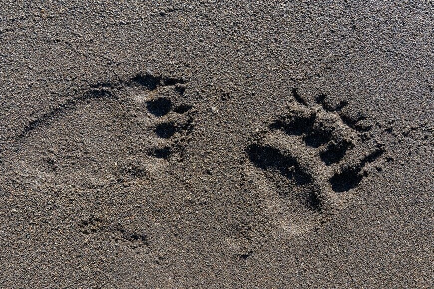 【宮城県】近所に流れる小さな川をふと見ると 残された「巨大な足跡」にギョッとしてしまう