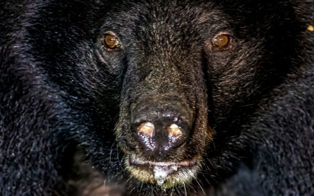 発見されたのは「右腕と両足を失った59歳女性」…電車がぶつかっても死なない「山形県・人喰いグマ」のヤバさ | PRESIDENT Online(プレジデントオンライン) 発見されたのは「右腕と両足を失った59歳女性」…電車がぶつかっても死なない「山形県・人喰いグマ」のヤバさ | PRESIDENT Online(プレジデントオンライン)