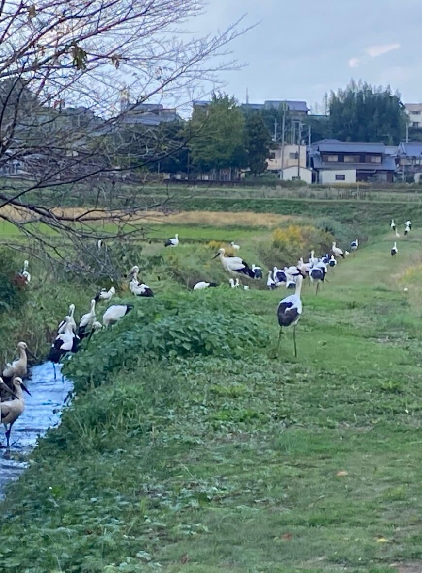 コウノドリの集団にびっくり！