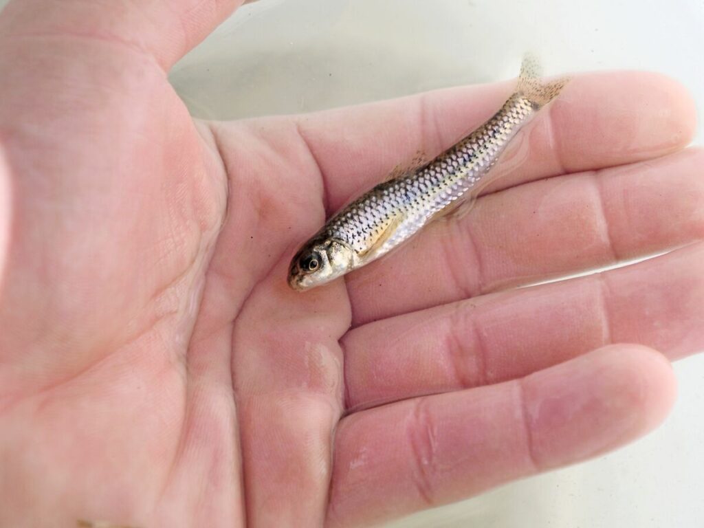 佐賀ではややこしい外来種　ゼゼラ サガそう水辺の生き物 | | 子ども新聞ニュース