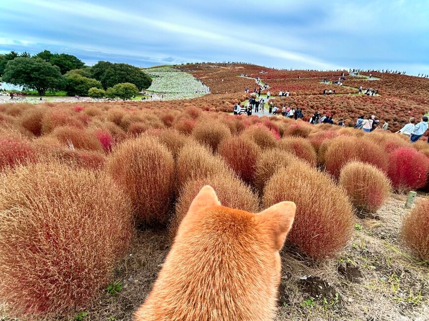 コキアの中に愛犬の後ろ姿が…!