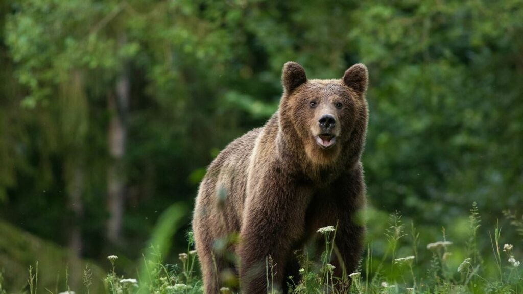 クマは人間を食べるだけでなく｢子供をさらう｣…北海道の新聞が報道｢9年間クマに育てられた少女｣の真実 行方不明ののち発見された子供が語ったこと | PRESIDENT Online（プレジデントオンライン）