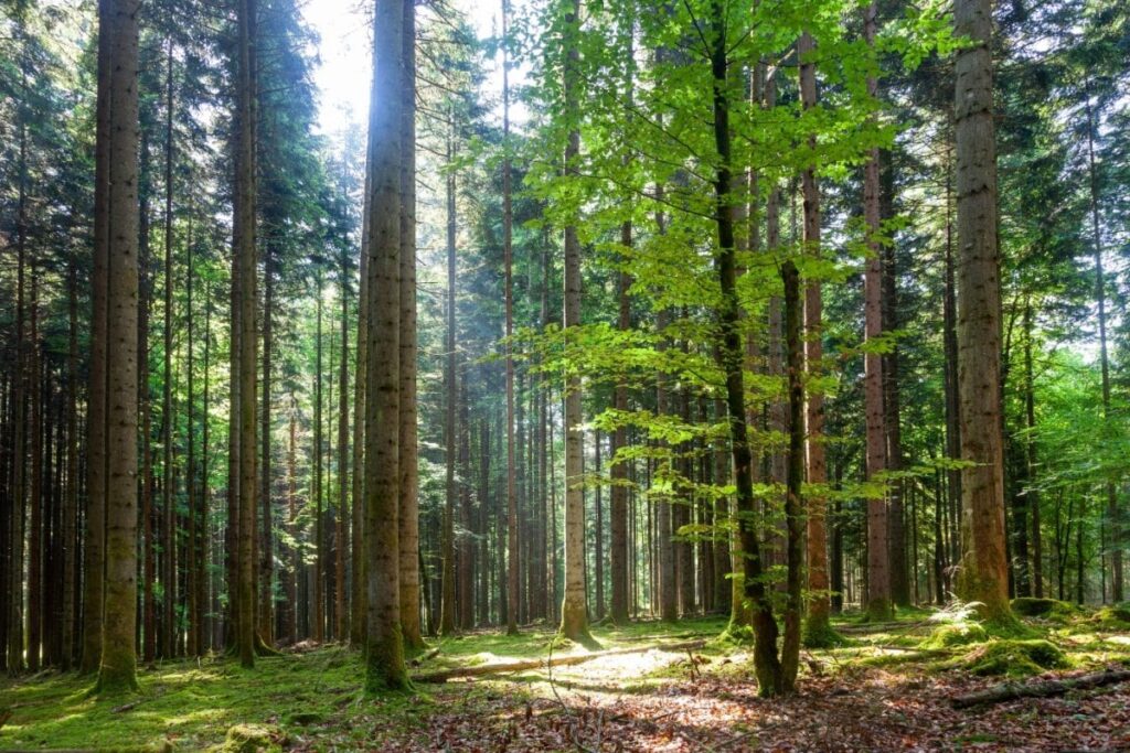 広島県の山中でキノコ観察をしていたら…偶然発見した水晶に「このサイズ感はすごい」「透明度も抜群」 | LIMO | くらしとお金の経済メディア