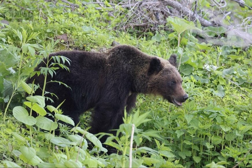 秋田県で駆除された「クマの毛皮」に思わず二度見　とんでもない大きさに「こんなのにやられたら…」