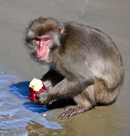 イモを海水で洗って食べるサル 宮崎の無人島で生態を学ぶ会 | | 全国のニュース