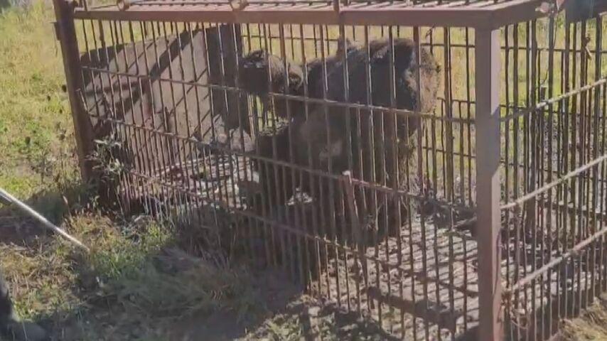 積丹町 猟友会「出動拒否」が現実に クマ目撃をうけ町が出動要請するも拒否され 警察官や役場職員が見回り（HTB北海道ニュース） - Yahoo!ニュース