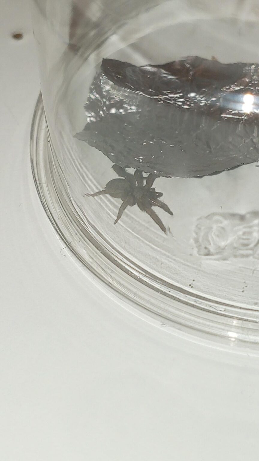 これは何という種類の蜘蛛ですか？