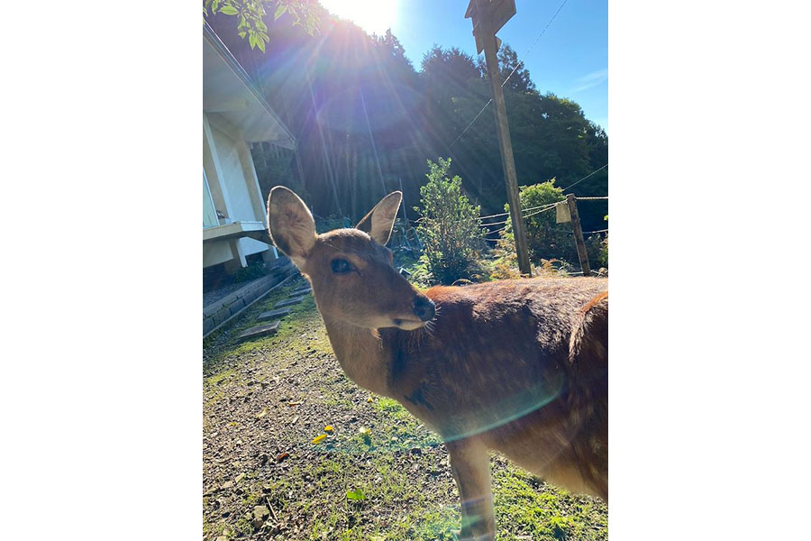 愛宕山にはクマやイノシシなど、多くの野生動物が生息。月輪寺の境内にはたくさんの野生の鹿が集まるそう（画像提供：月輪寺【公式】）