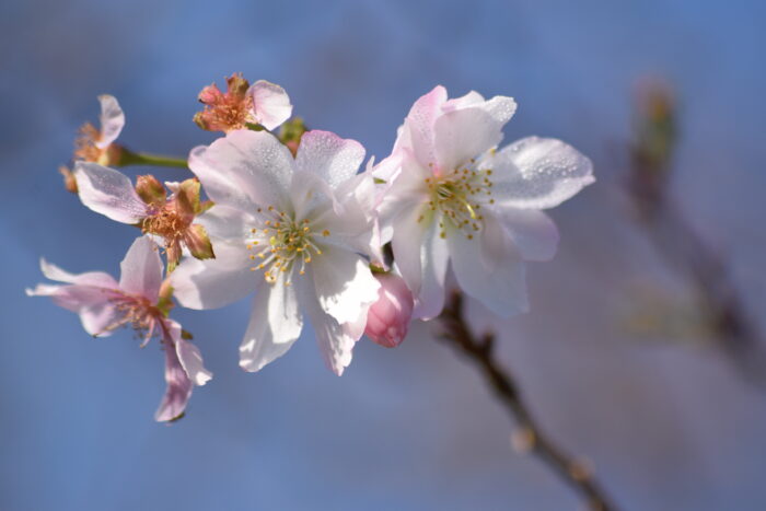 十月桜