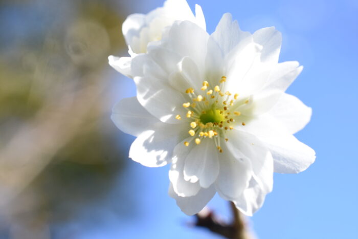 子福桜
