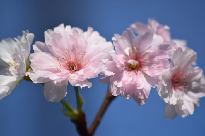 桜