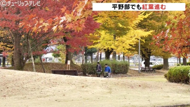 日中の寒暖差大きく平野部の紅葉が見事に 秋を彩る公園の街路樹 富山