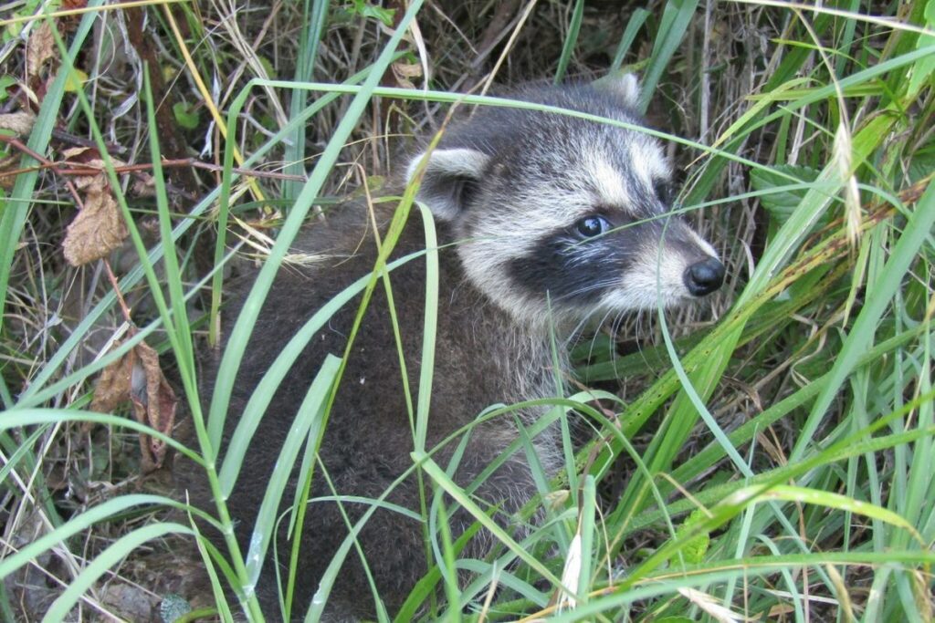 都市部のアライグマに「家畜化」の初期の兆候か　米研究 - CNN.co.jp