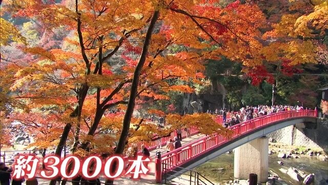 愛知・豊田市の香嵐渓 「ここ数年で最高」 グルメあり絶景あり… 約3000本のもみじが見頃を迎える 【11月26日】 愛知・豊田市の香嵐渓 「ここ数年で最高」 グルメあり絶景あり… 約3000本のもみじが見頃を迎える 【11月26日】