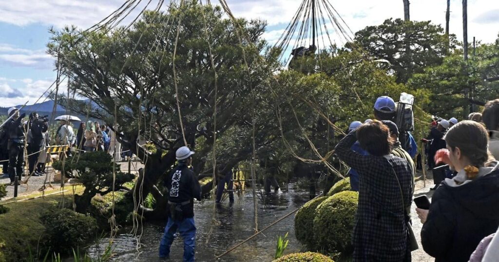 金沢・兼六園で冬支度「雪づり」 木々を円すい状に包む