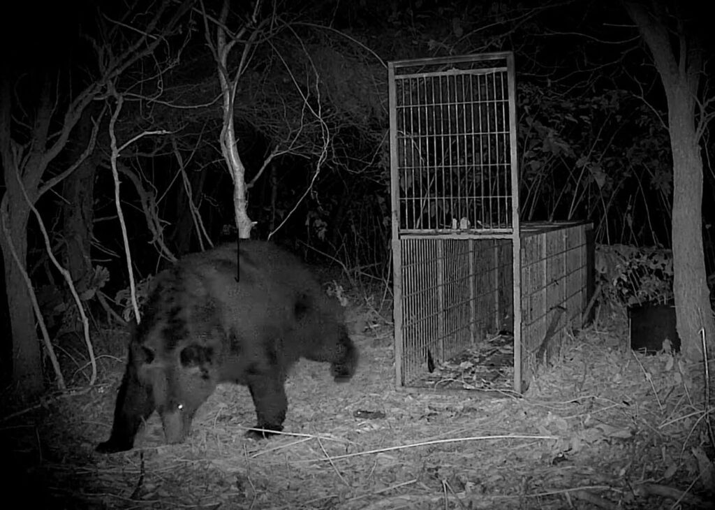 400キロ級の巨大ヒグマ出没 北海道苫前町、猟友会の駆除難航 – 47NEWS 47NEWS