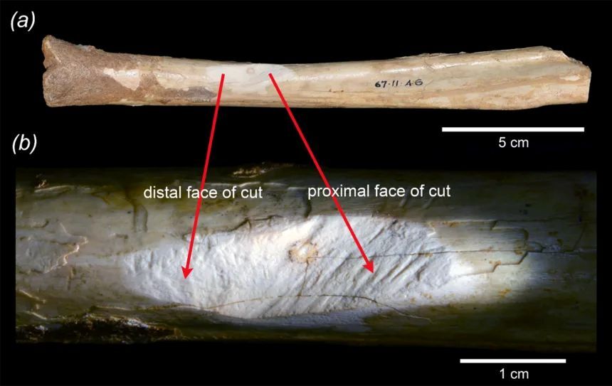 マンモス・ケーブの発掘現場で見つかったカンガルーの脛骨の表面に生じた切れ込みの拡大図/Anna Gillespie