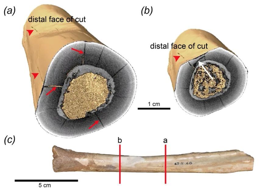 カンガルーの脛骨の断面図。複数の縦方向の亀裂（左）の他、人間が入れた切れ込みに近い部分には横方向の裂け目が見えている（右）/Blake Dickson