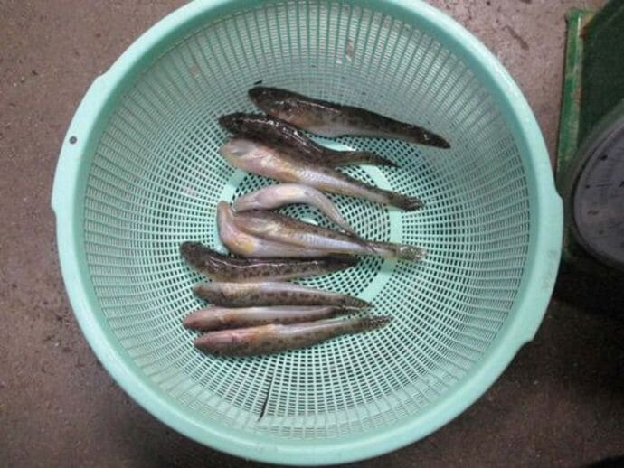 茨城県鹿島沖＜ヒラメ部分解禁＞直後の釣果は？　2kg級＆ゲスト多彩【全国の釣果速報4選】