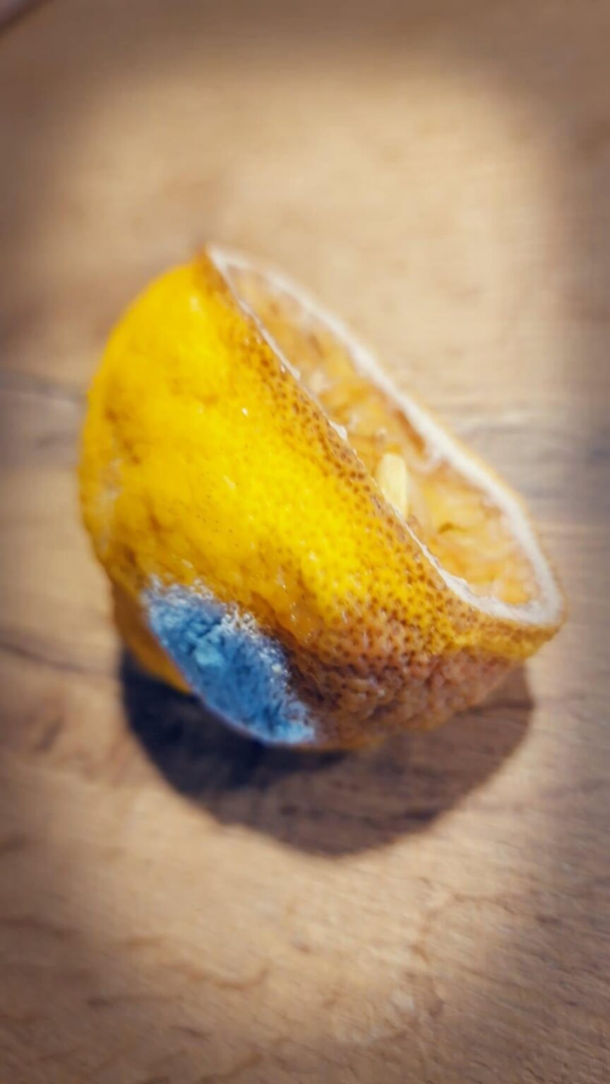 忘れていたレモンを捨てる時期が来ました... 🍋