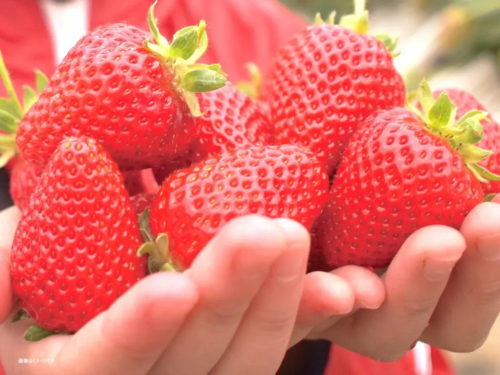 福岡県で誕生して筑後地方でも多く栽培されている「あまおう」の正式な品種名は次のうちどれ？（ちっごクイズ）