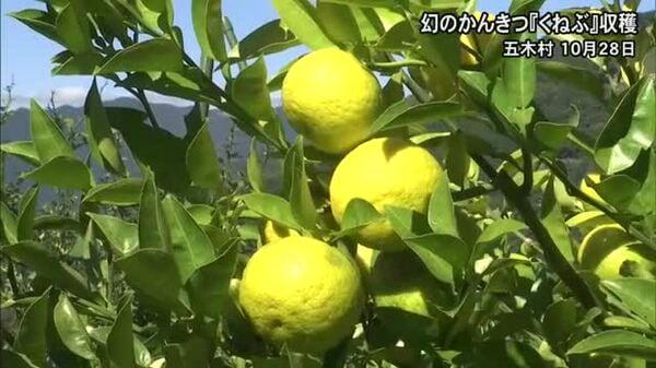 〈幻の柑橘〉『くねぶ』の収穫 五木村で最盛期【熊本】