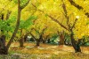 「太原のイチョウ2025」広川町のイチョウ並木が黄金色に染まる圧巻の光景！
