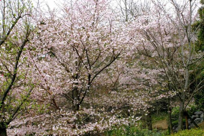 宇治市植物園