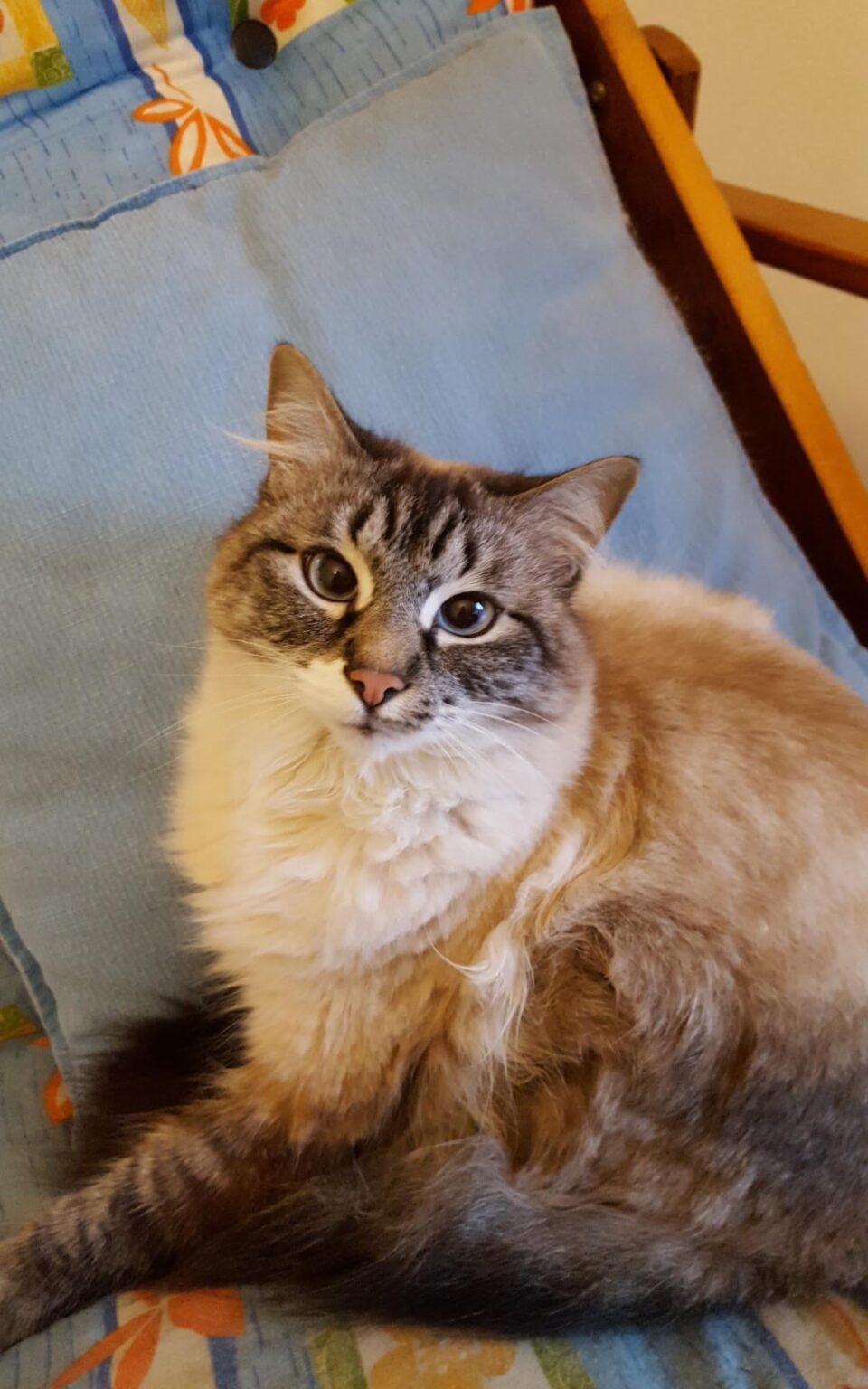 猫がいなくなった、どうすればいいですか？