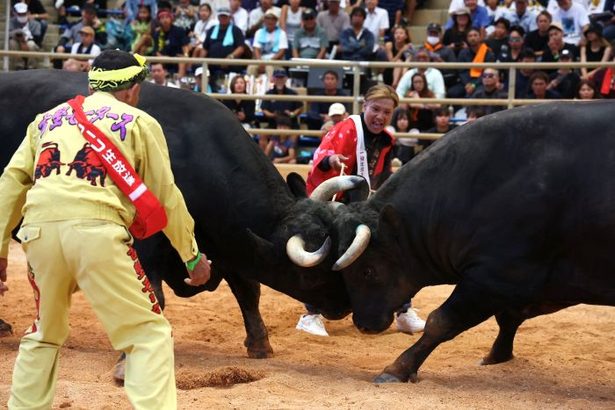 精鋭牛が激突、会場も熱気　秋の全島闘牛大会　重量級、ファイティング力志が新王者に　沖縄