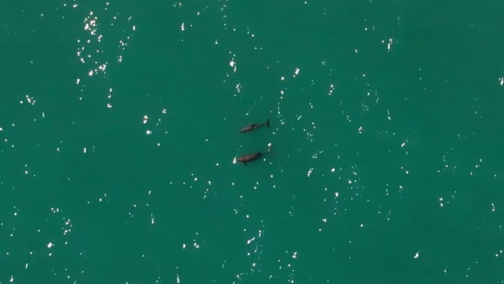 コガシラネズミイルカは世界で最も絶滅の危機に瀕している海洋哺乳類のひとつ/Fabián Rodríguez/Sea Shepherd Conservation Society/CONANP