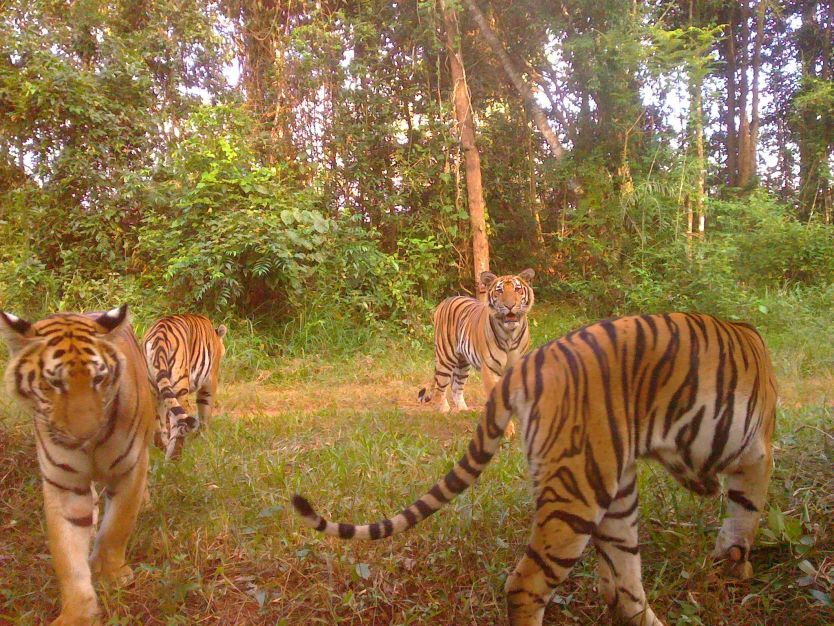 タップラン国立公園で撮影されたトラの子どもたち＝2024年11月/Department of National Parks and Panthera Thailand