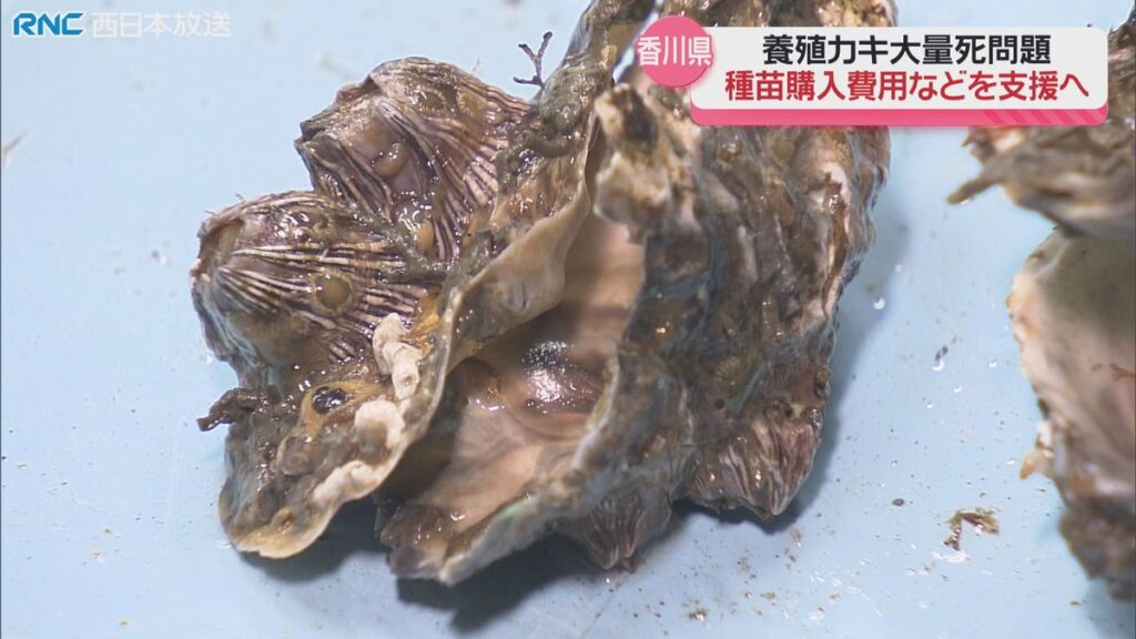 養殖カキ事業者 香川県独自の支援策が臨時議会で可決(2025年12月25日掲載)|RNC NEWS NNN 共有