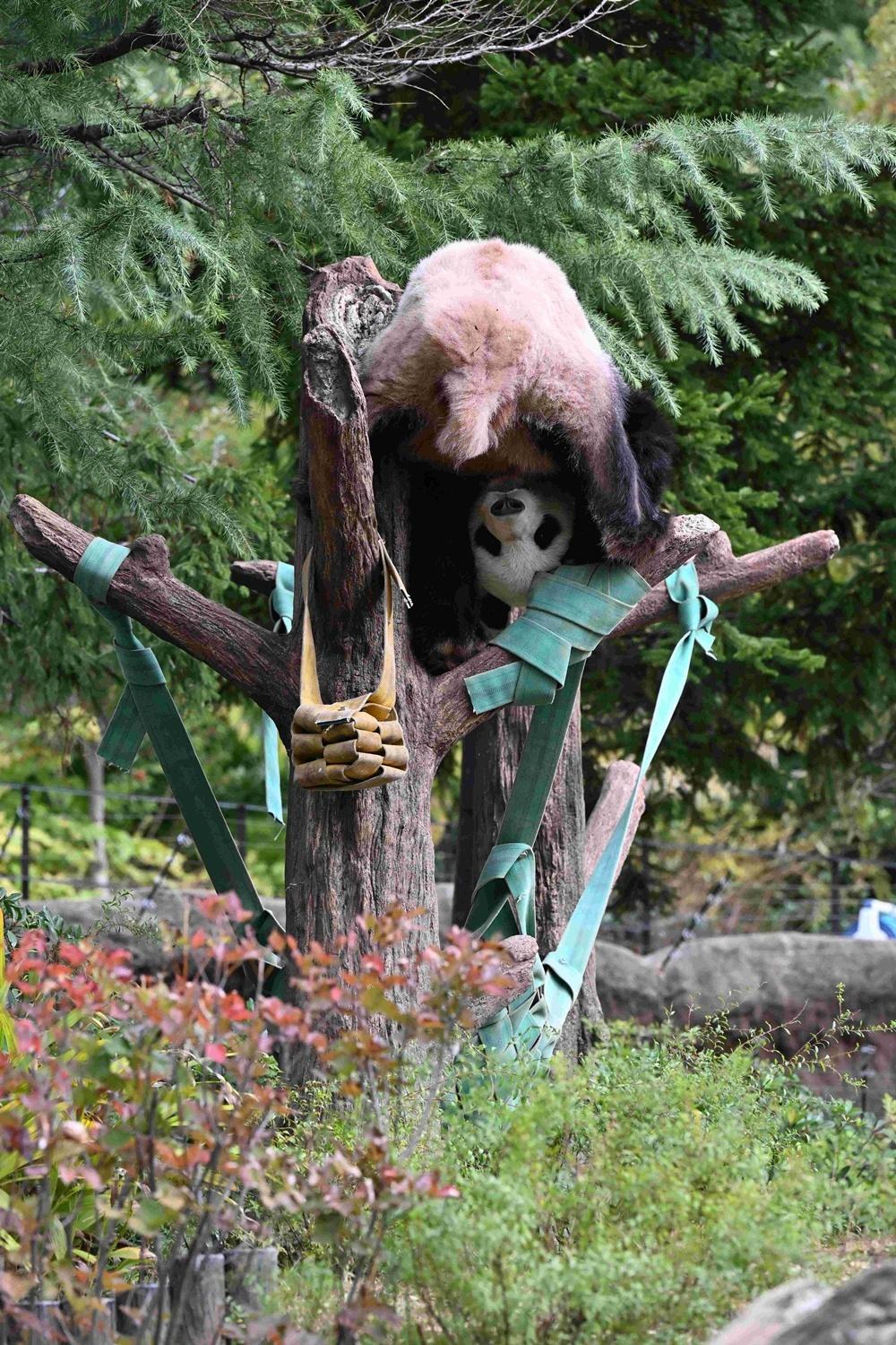 パンダが日本からいなくなる！来年1月の中国返還前に上野動物園へ会いに行こう
