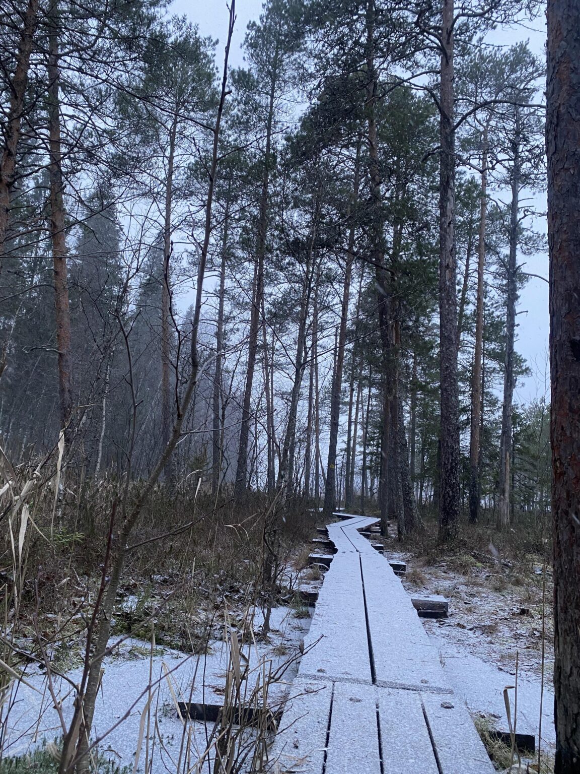 静かな冬の森林 - タンペレ