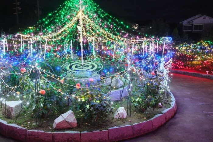 綾部夢（ドリム）ライト