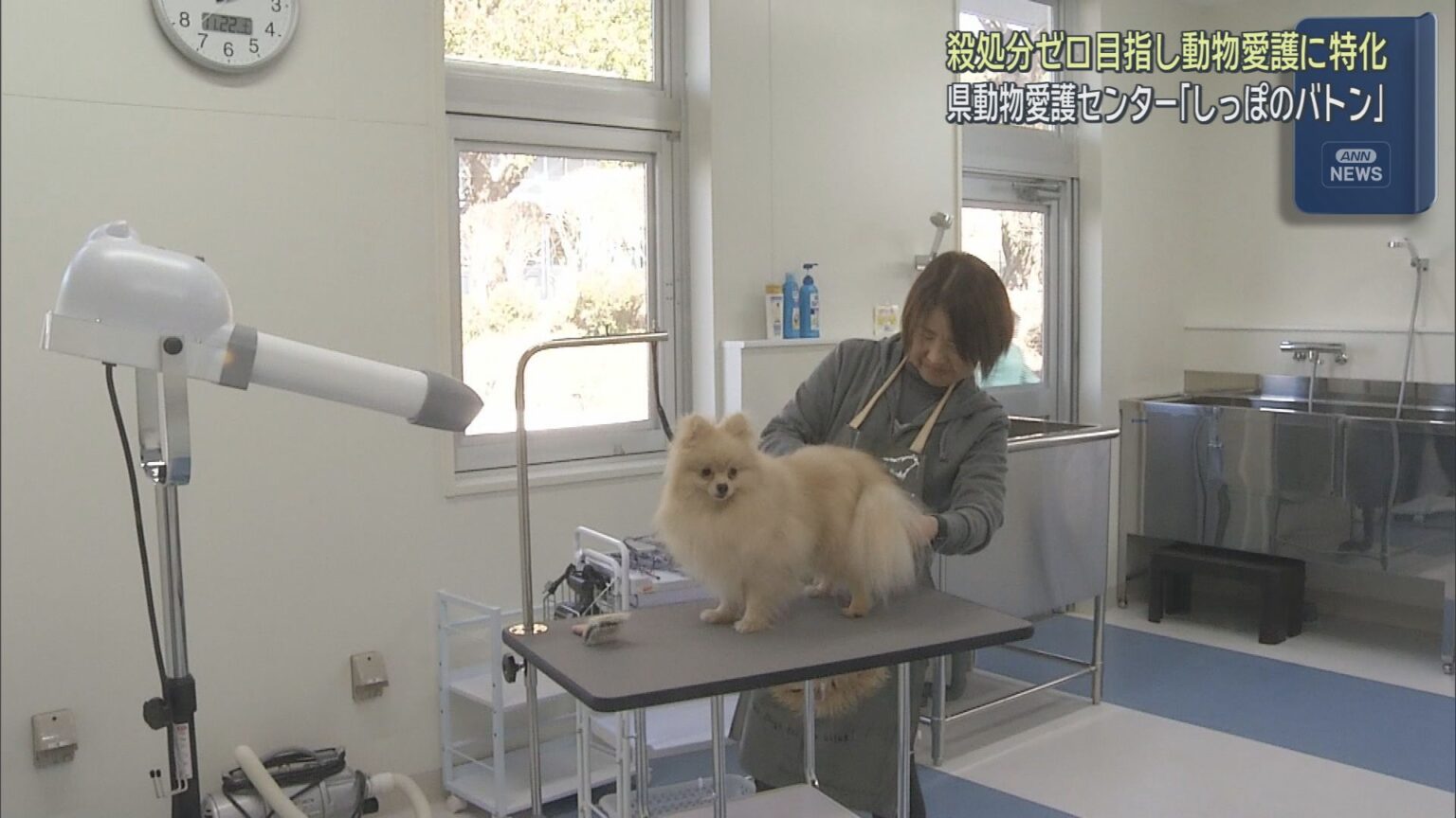 静岡県動物愛護センター「しっぽのバトン」が富士市にオープン 殺処分ゼロを目指して施設には処分施設を設けず – LOOK 静岡朝日テレビ 静岡県動物愛護センター「しっぽのバトン」が富士市にオープン 殺処分ゼロを目指して施設には処分施設を設けず - LOOK 静岡朝日テレビ