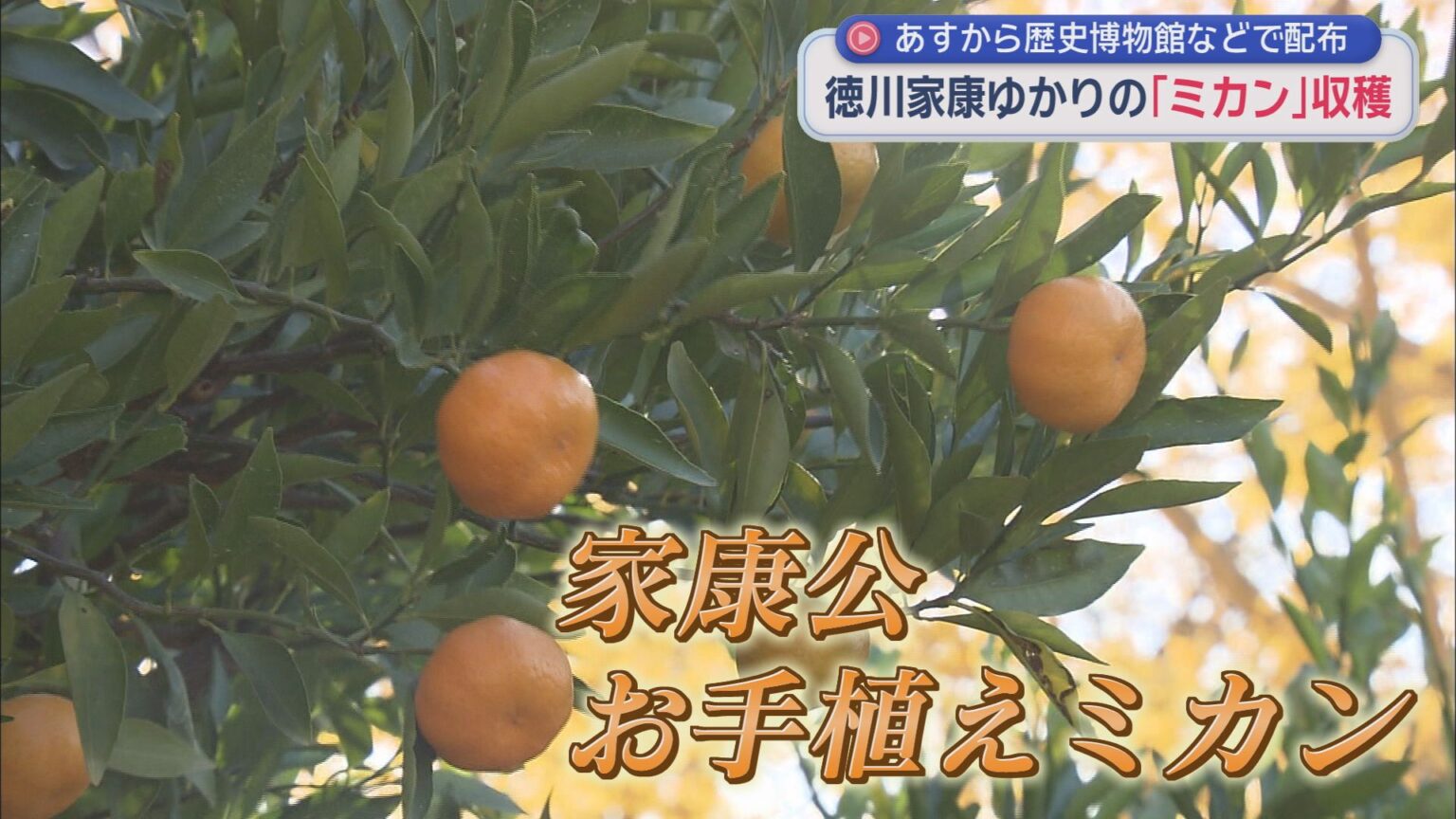 徳川家康ゆかりのミカンの収穫　静岡県の天然記念物「家康公のお手植えのミカン」 - LOOK 静岡朝日テレビ