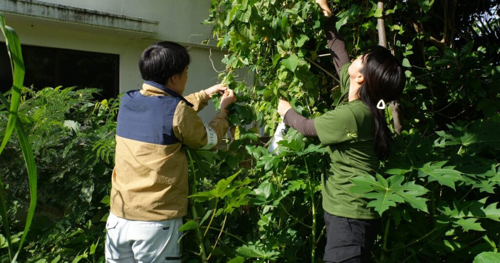 セグロウリミバエ、宮古島で初確認　沖縄県、広がり警戒し調査