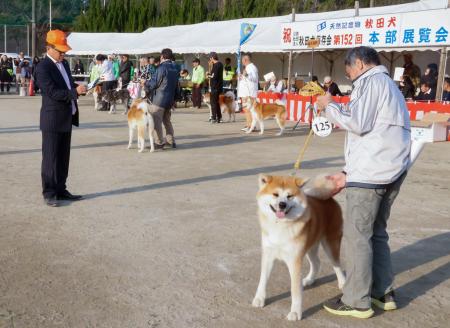 どの秋田犬が一番美しい？ １５０匹、福岡で品評会 | 全国のニュース | 福井新聞ONLINE