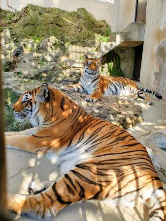 国内最高齢のトラ死ぬ、長野 20歳、双子不在で食欲不振 | | 全国のニュース 国内最高齢のトラ死ぬ、長野 20歳、双子不在で食欲不振 | | 全国のニュース