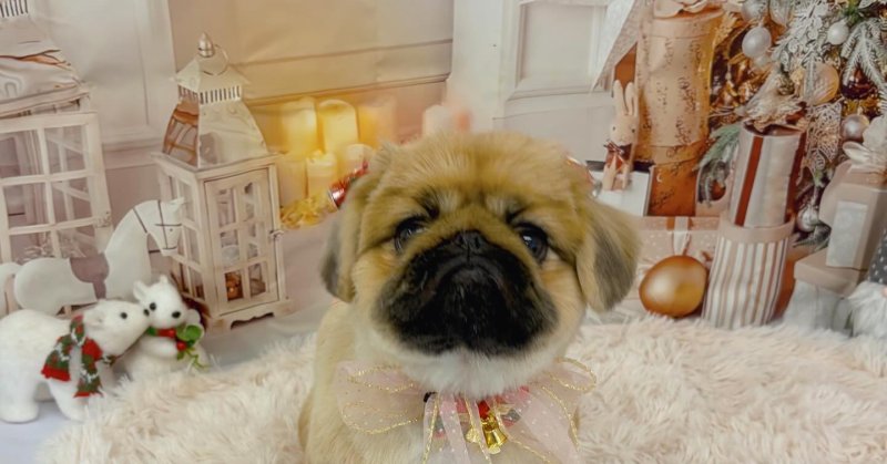 ( 2025.12.09 ))本日初めてご来店のモデルちゃん🐶まだ7ヶ月の人懐っこい可愛い仔犬のペキニーズちゃんでした🫶またのご来店を...（2025.12.10） | 福島市のトリミングサロン 犬の美容室Poo（プー）│トリミング・ペットホテル・南福島・ペット