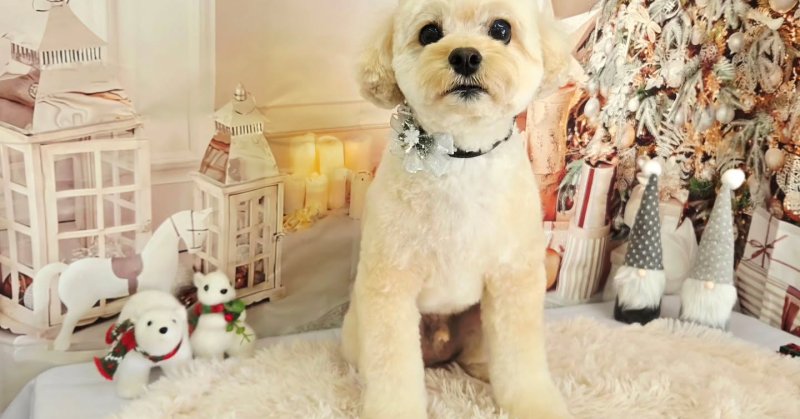 (( 2025.12.11 ))本日ご来店のモデルくん🐶Acocoセットを使用してしっとりふんわりに仕上がりました!いつもご来店頂き有…..(2025.12.11) | 福島市のトリミングサロン 犬の美容室Poo(プー)│トリミング・ペットホテル・南福島・ペット (( 2025.12.11 ))本日ご来店のモデルくん🐶Acocoセットを使用してしっとりふんわりに仕上がりました!いつもご来店頂き有.....(2025.12.11) | 福島市のトリミングサロン 犬の美容室Poo(プー)│トリミング・ペットホテル・南福島・ペット