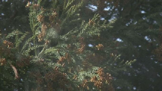 スギ花粉予測「例年よりやや多い見込み」【富山県】1㎠当たり4900個程度 平均値の1.4倍　2026年春の飛散量予測