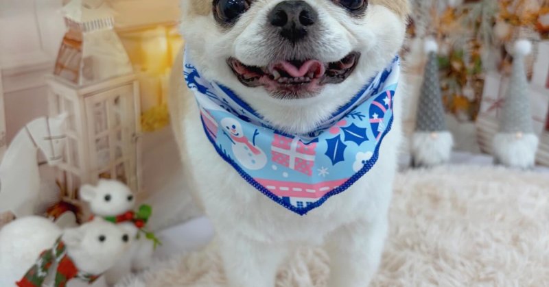 ( 2025.12.14 ))本日ご来店のモデルくん🐶いつもご来店頂き有難うございます🤲🏻....カットモデル犬まだまたま募集し...（2025.12.15） | 福島市のトリミングサロン 犬の美容室Poo（プー）│トリミング・ペットホテル・南福島・ペット