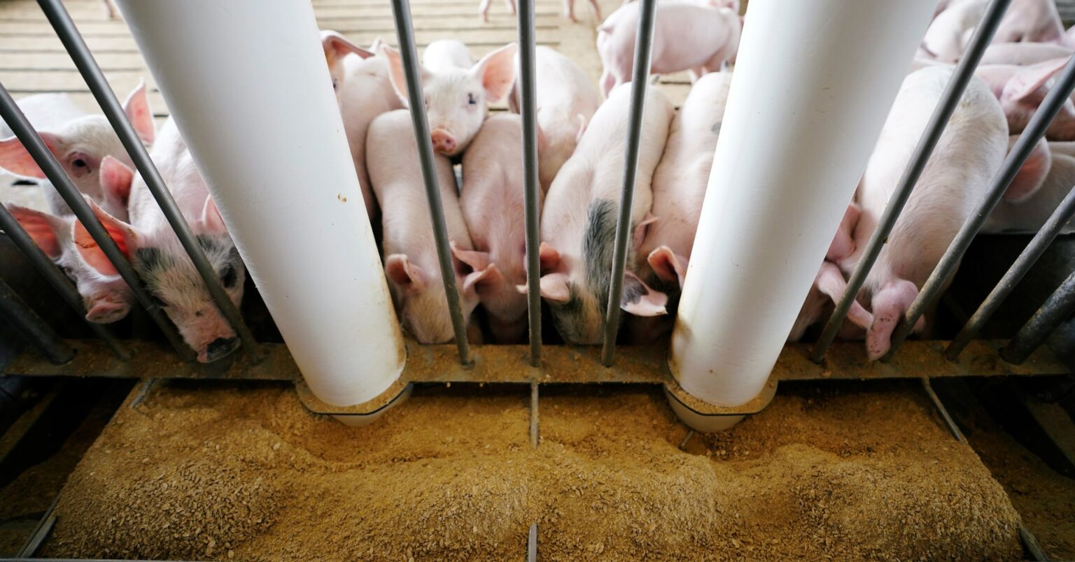 メキシコ、米国産豚肉を反ダンピング・反補助金調査 | ロイター