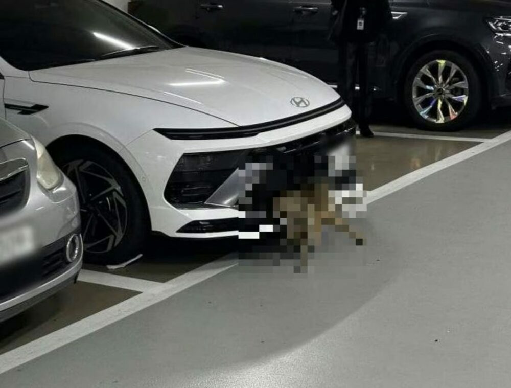 車に小型シカの死骸を挟んだまま走行…韓国「音や衝撃に気づかなかった？」　写真枚　国際ニュース：AFPBB News